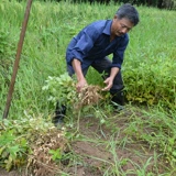Сяцзян Новый груз местный сорт красный кожа арахис рисовой ферма Фермер Новый стрельба из красного арахиса Ren 400G