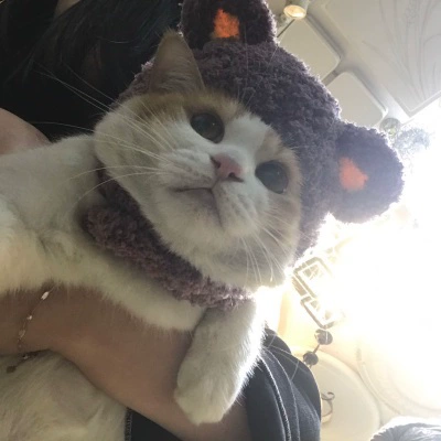 Кошачья медведь голова кошка голова домашних животных домашних животных украшения собака собака не может упасть