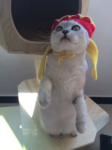Бесплатная доставка ручной работы Pet Tang Seng Модельная шерстяная шляпа шляпная шляпа Meow Dog Teddy Accessories Преобразован в забавные украшения для головы