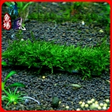 Бамбуковая угольная трубка Mois Bamboo Alarcoal Bamboo Carcoal Simple Delta Delta Mois House House Качество воды
