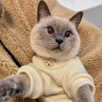 Восемь -летняя магазин шесть размеров одежды для кошек, короткая осень и зимняя весенняя осень, домашняя собака котенок котенок куколка для кошачьего