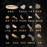 Натуральные 19 видов древних образцов ископаемых на биологических животных, Sanye Wolf Wok, Fat Fossil Faculty Faculty Direfts