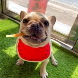 Милый водонепроницаемый слюнявчик, нагрудник, шарф, подходит для подростков