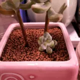 Многослойная почва, полимены, почвенная подлинная многокомпозитная пищевая шарики, почва, почва, посадка корня для волос почвы, помещение поверхности магазина.