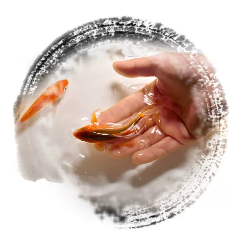 Koi Fish Living Наблюдение за рыбой пресноводная вода рыба золотая рыба красная и белая чистая порода кои рыба золотая рыба фэн -шуи Бесплатная судоходство
