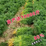 Вестерн -желтый женьшень органический морковный семена Желтая морковь, семена желтых овощей, семена, холодная устойчивость, горячая и вкусная