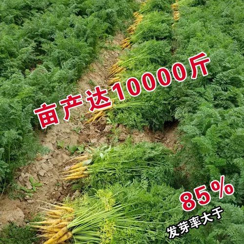 Вестерн -желтый женьшень органический морковный семена Желтая морковь, семена желтых овощей, семена, холодная устойчивость, горячая и вкусная