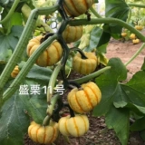 Huang Beibei Mini Pumpkin Seeds импортировали мини -четыре сезона каштановых овощей.