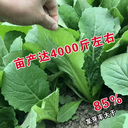 Four Seasons Green Sirdles указывает семена Xiaoba Cai/Four Seasons Green Sircori Capbag