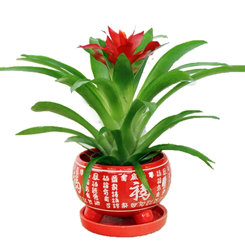 Hongyun - это цветок в горшках, маленькая красная звезда маленькой красной звезды, цветы цветов, зеленое растение зеленого растения, четыре сезона, очищение воздушного ананаса