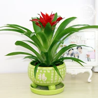 Удача (Луфу маленький)