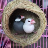 Девять -лечебные магазины 15 цветов голубиного гнезда бесплатная почтовая стоимость Большой трава с попугаем