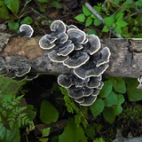 Yunzhi 500g сухой продукт Чангбай горные горы Huang Yunzhi Руки Руки Хэндсон Лингжи Линжизол.