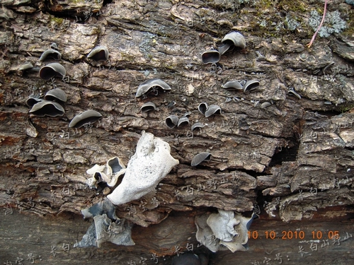 Северо -восточный черный гриб 250 граммов сухих товаров Специальные продукты Чангбай Горные горы Толстую без корня гриба