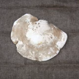 Wild Bai Ganoderma Pure Natural Yuzhi Naving Ginking Guldine Changbai Mountain Bai Lingzhi 50 Yuan/250 грамм