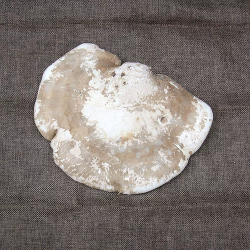 Wild Bai Ganoderma Pure Natural Yuzhi Naving Ginking Guldine Changbai Mountain Bai Lingzhi 50 Yuan/250 грамм