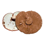 Ультра -long Baishan Ban Wild Ganoderma lucidum со спором розовой сосной сосны Ganoderma, посадившая численность chi ganoderma lingzhi.