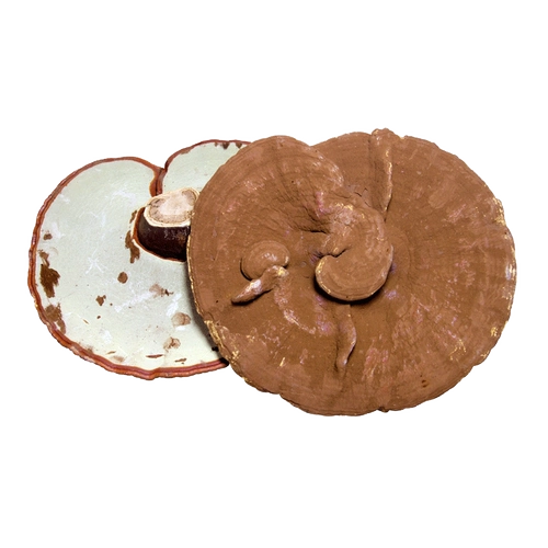 Ультра -long Baishan Ban Wild Ganoderma lucidum со спором розовой сосной сосны Ganoderma, посадившая численность chi ganoderma lingzhi.