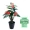 Cây giả cây giàu mô phỏng cây lớn sàn chậu trồng cây nhựa trang trí hoa giả mô phỏng phòng khách trong nhà cây xanh - Hoa nhân tạo / Cây / Trái cây cây nhựa trang trí