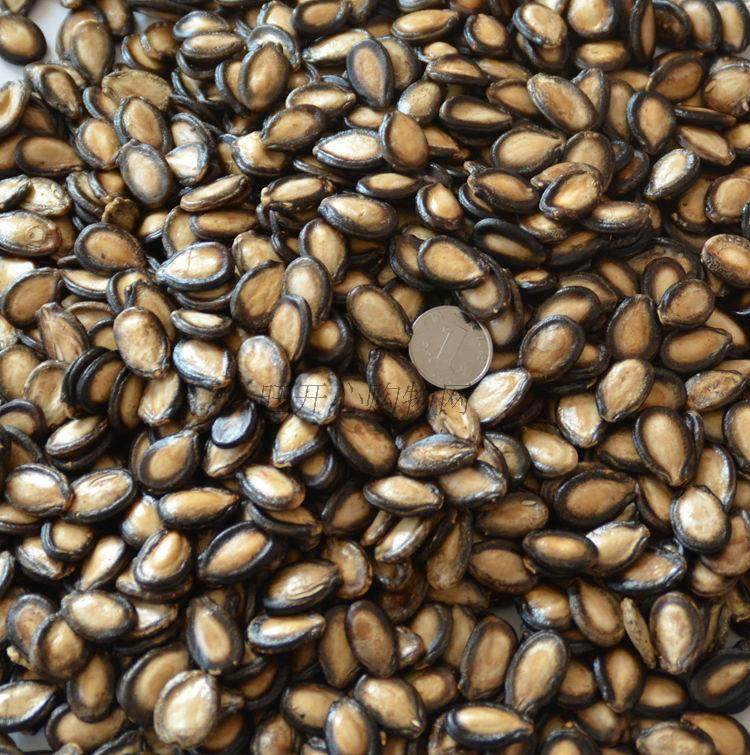 大板瓜子(黑瓜子)和西瓜子大小比较,小的是我们通常见到的西瓜子,大的