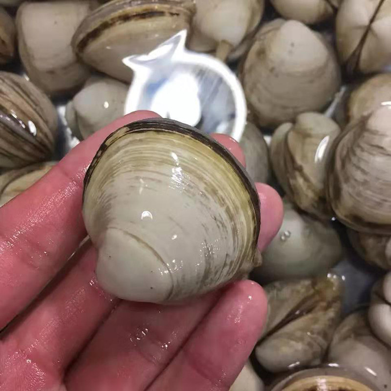 食堂食材新鲜配送——提升饮食体验新利器