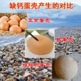 Курица натурального порошка для порошкового порошка с высоким содержанием голубей с высоким содержанием голубей.