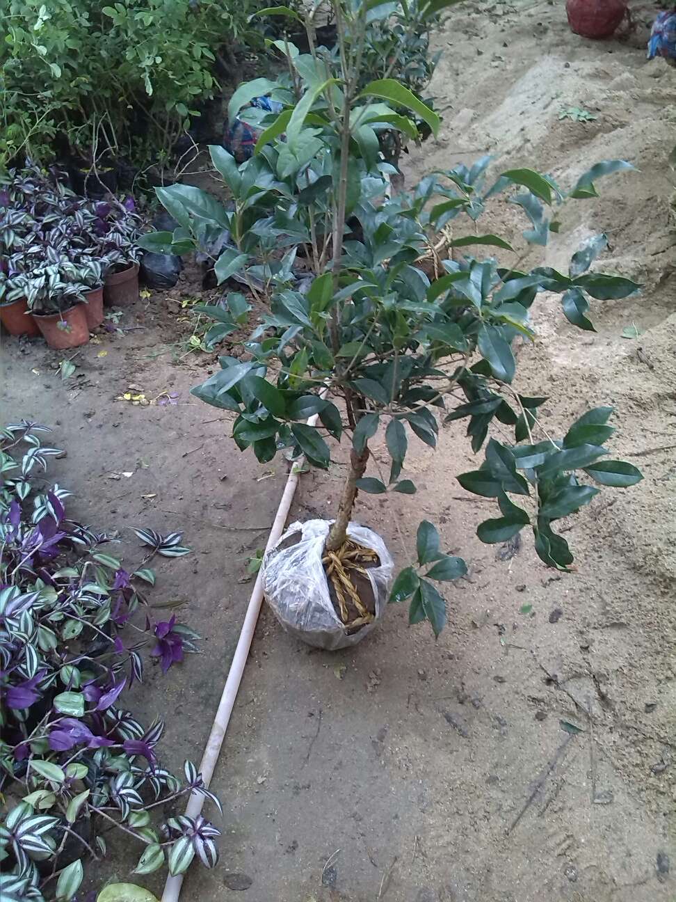 流蘇嫁接桂花苗 桂花樹苗 嫁接金桂 嫁接丹桂 當年嫁接金桂花苗