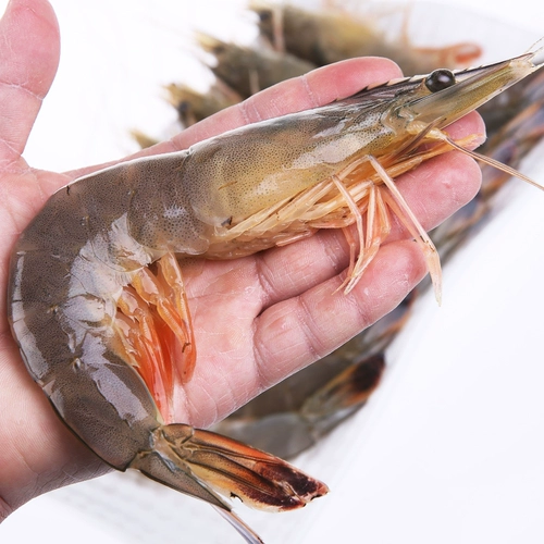 Далянические хюанхайские морские креветки