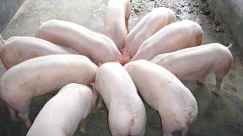 99 Всемогущий кормл ферментированный ферментированный зеленый овощ