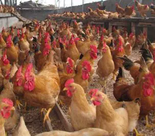 99 Всемогущий кормл ферментированный ферментированный зеленый овощ