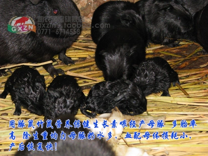 [豚鼠竹鼠营养保健生长素苍鼠海狸鼠黑豚添加剂催长素防病快大比大]