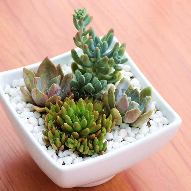 桌面电脑仙人防辐射植物花卉盆栽进口多肉盆栽套餐生石花小熊掌苗