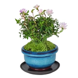 Японское растение kya rose с горшечным растением с зародышевыми цветами и девочками для девушек роза супер бонсай офис четыре сезона цветут зеленые растения