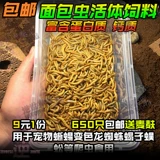 Бесплатная доставка булочка черви желтый порошок Arowana Spider Lizard Lizard Hamster Reptile