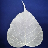 Естественные листья листья бодхи могут напрямую писать живопись, живопись, стрельбу по реквизиту и дополнительные материалы