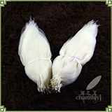 Натуральные листья магнолии образец сухой цветок закладка Diy Material Bag Leaf Vein