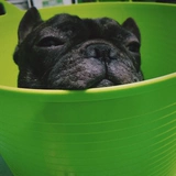 ПЭТ -ванна, собачья кошачья кошка, ванна, ванна Тедди борьба с борьбой