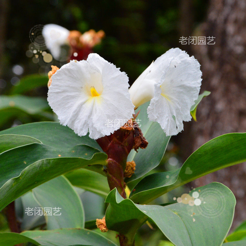闭鞘姜根块茎 海南野菜雷公笋 观赏入园林绿化花卉植物 满包邮