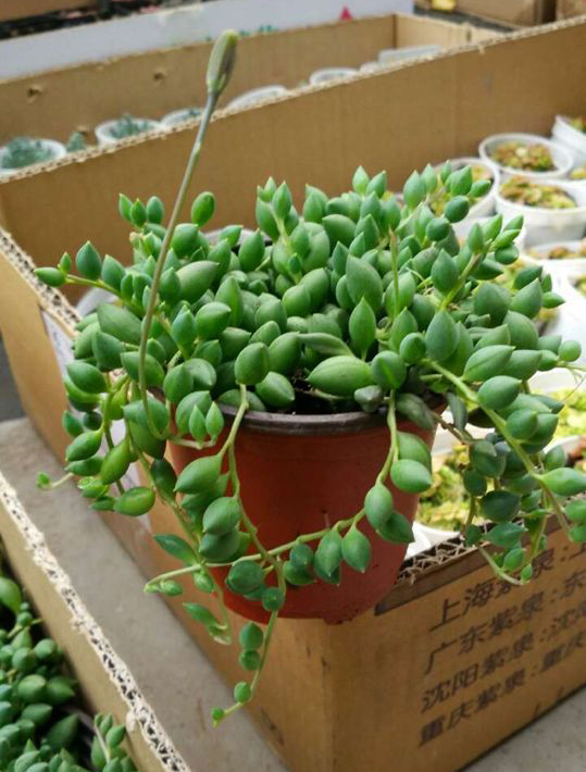 多肉植物 珍珠吊兰 情人泪 花卉绿植盆栽 净化空气