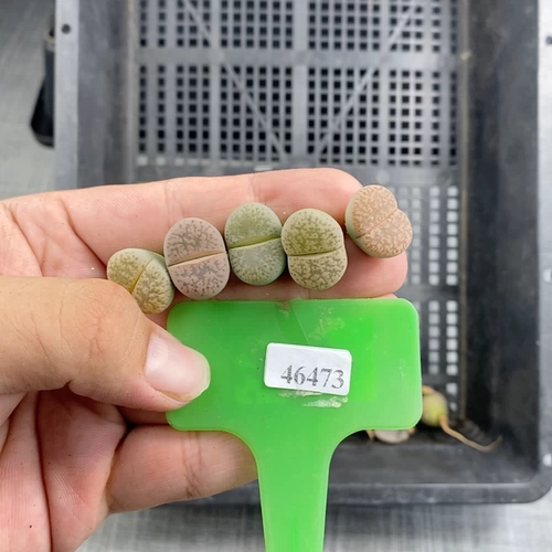 Shengshi Flower Little Mite One Shot 46473