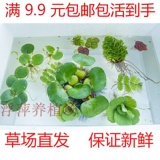 Водные растения водных заводов на утки 9,9 юаня бесплатная судоходная сумка в прямом эфире и купите ту же модель для одной части качества очистки воды