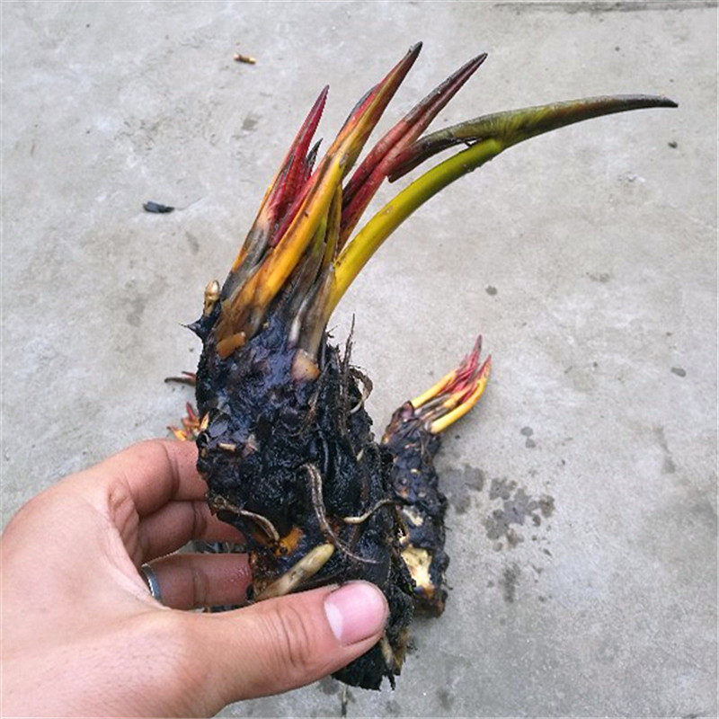 池塘水池水培植物睡莲根块