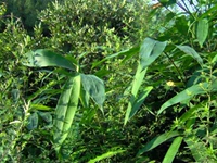 Лист дикой травы могила, Zongzi Ye Wild Leaf Fresh Fresh Grand Gravite Leaf 箬 500G