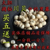 Chuanbei Sichuan имитация дикой посадки Fritillariarsi, без серы без диоксида серы, может измельчить порошок Chuanbei 50 г, чтобы купить 5 Get 1