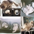 American KH pet mèo võng cừu nhung lưới thoáng khí bốn mùa ấm mút mèo võng cửa sổ mèo lồng - Cat / Dog hàng ngày Neccessities