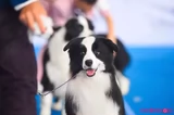 Профессиональная черная соревнования по борьбе с собаками, тренировочная собака, веревочная веревка, розовый нейлоновый кружок 4 мм без песка, бесплатная судоходная собака Universal