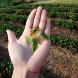 Shandong Rizhao Green Tea Tea Luotian Новый год чайный аромат 2020 ароматный аромат на 250 г вперед кровь каштаны