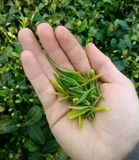 Sonor Rizhao Green Tea New Tea Утренний весенний чай 2021 Ароматный аромат каштановый каштан
