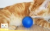Lắc mạng màu đỏ với cùng một đoạn LED lăn bóng mèo con chó đồ chơi sáng bóng vui cat laser laser điện tử đèn flash bóng chọn đồ chơi cho mèo Mèo / Chó Đồ chơi
