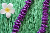Hawai Grass Dance Performance Beach Flower Ring Darkple Hawaiian Hula Flower Lei